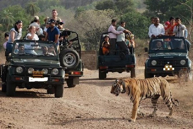 Ranthambore National Park - A Tiger Sanctuary in Rajasthan