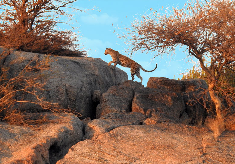 Jawai Leopard Safari Rajasthan