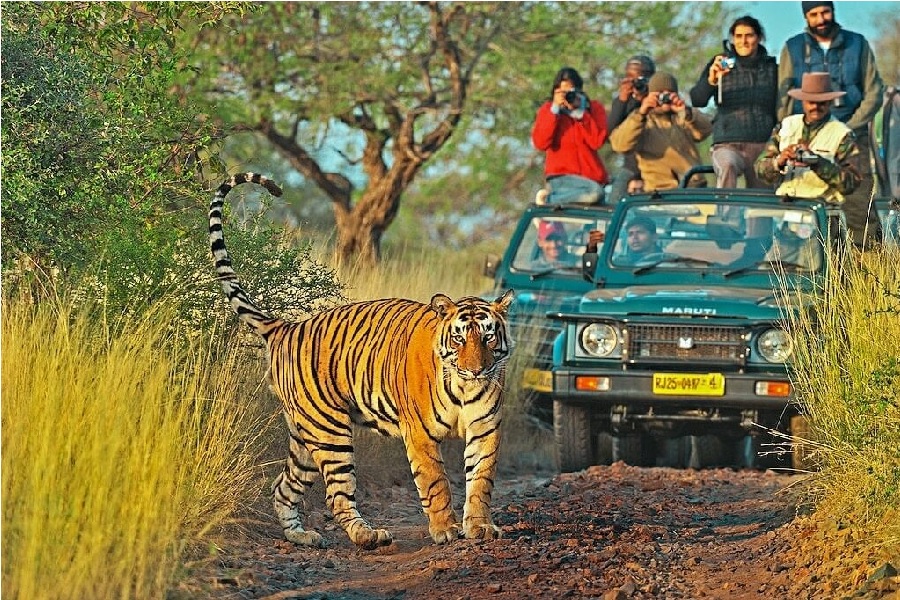 Ranthambore National Park Rajasthan