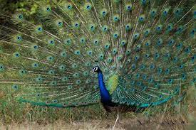 Sariska Wildlife Sanctuary Alwar