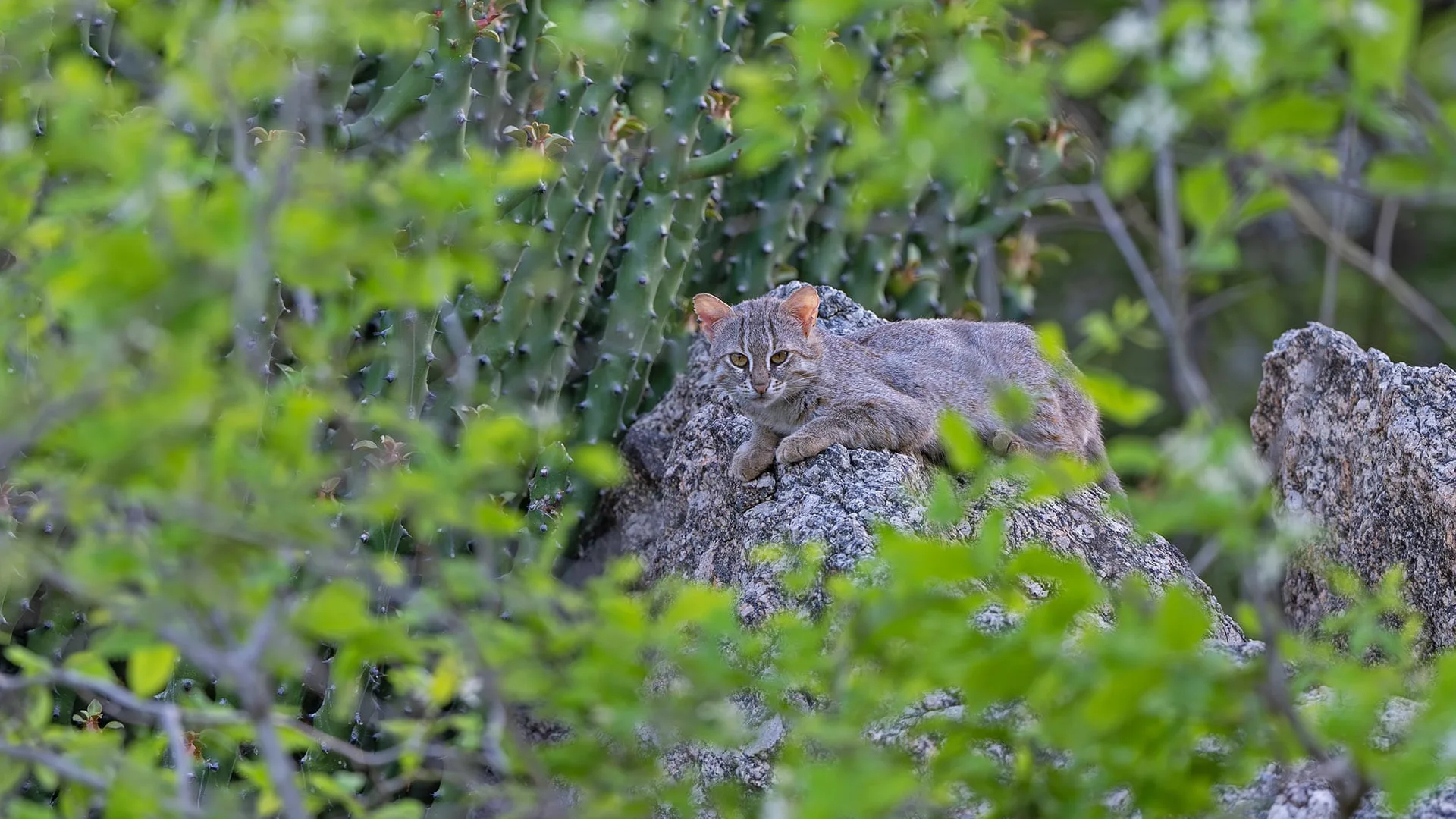 wildlife-photography-Jawai